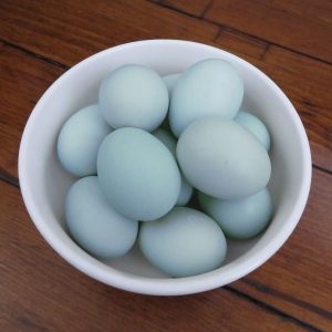 Ameraucana chicken eggs
