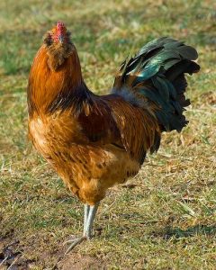 Ameraucana chicken rooster