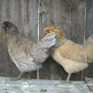 ameraucana chickens