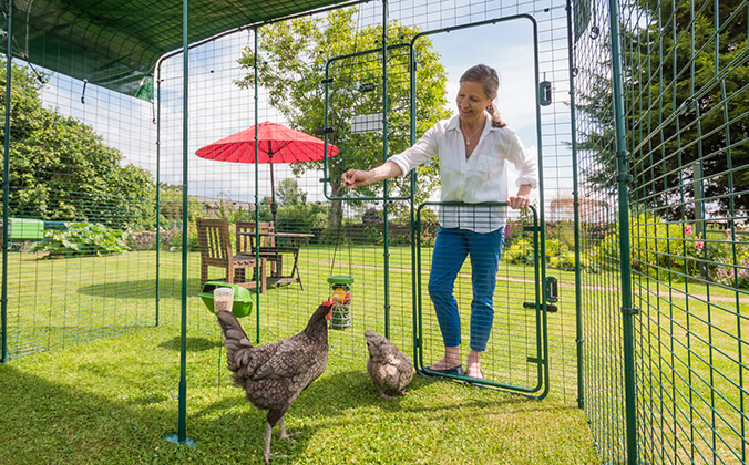walk in chicken run door