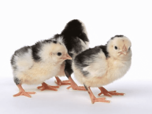 ancona chicken chicks